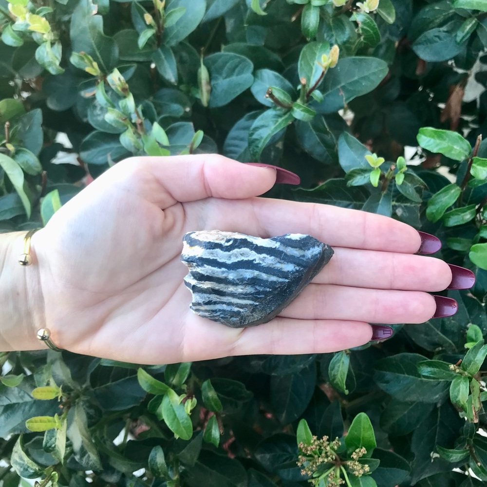 Zebra Jasper 🦓